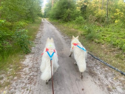 workshop hardlopen